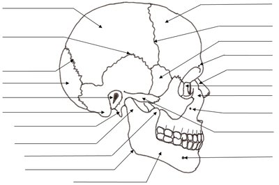 Lateral view of the skull with labeled arrows