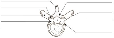 Labeled vertebra diagram