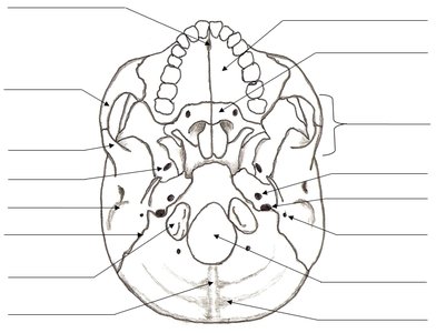 Inferior view of the skull with labeled arrows