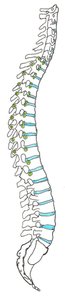 Lateral view of the vertebral column with labeled regions
