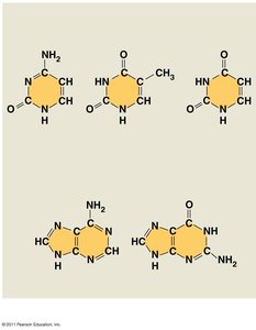 Nitrogenous bases in nucleic acids