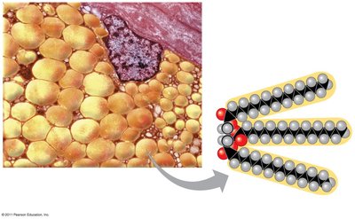 Fat droplets and hydrocarbon chains