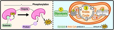 Diagram of substrate-level phosphorylation and ATP production in glycolysis and Krebs cycle