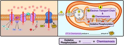Diagram of oxidative phosphorylation, electron transport chain, and chemiosmosis
