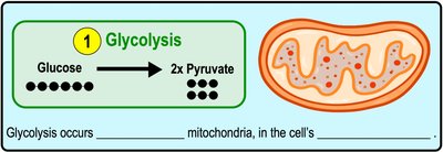 Diagram of glycolysis showing glucose to pyruvate and ATP/NADH production