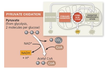 Diagram of pyruvate oxidation showing conversion to acetyl-CoA, NADH, and CO2