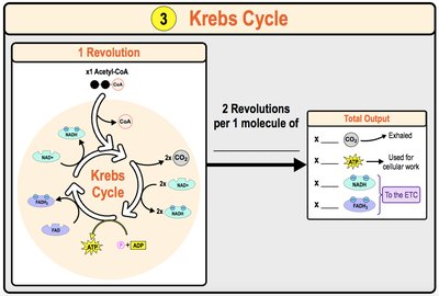 Diagram of the Krebs cycle showing main steps and products