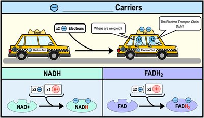 Electron carriers NADH and FADH2 as taxis transporting electrons