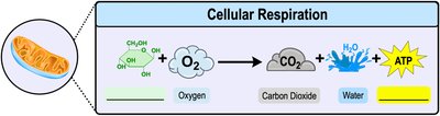 Diagram of cellular respiration showing glucose, oxygen, carbon dioxide, water, and ATP