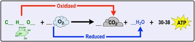 Equation for aerobic cellular respiration with oxidation and reduction arrows