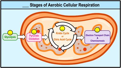 Diagram of the stages of aerobic cellular respiration in the mitochondrion