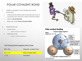 Polar covalent bond