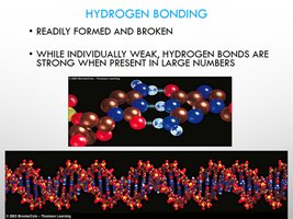Hydrogen bonding in DNA