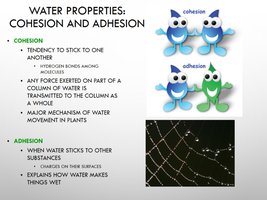Cohesion and adhesion