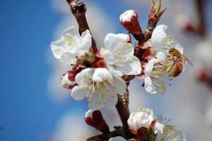 Pollination as an ecosystem service