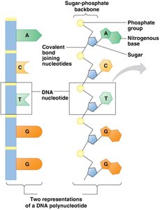 DNA polynucleotide representations