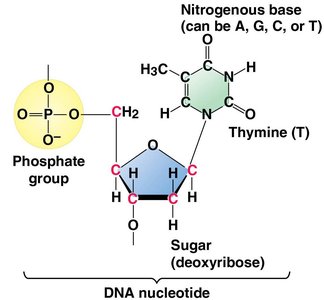DNA nucleotide structure