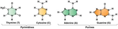 Nitrogenous bases of DNA