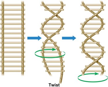 Rope ladder analogy for double helix