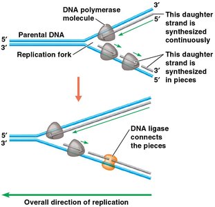 How DNA strands are synthesized at replication fork
