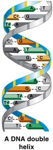 DNA double helix