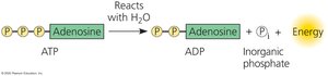 ATP hydrolysis reaction