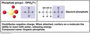 Phosphate group example