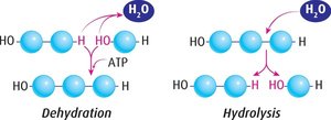 Dehydration and hydrolysis reactions