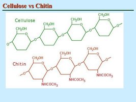 Cellulose vs. chitin structure