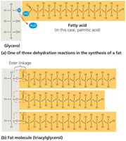 Synthesis and structure of a fat (triglyceride)
