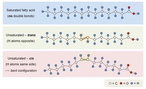 Saturated, trans, and cis fatty acids