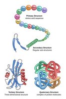 Amino acid structure