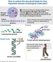 How is carbon the structural basis for four important classes of biological molecules?