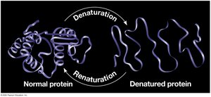 Protein denaturation and renaturation