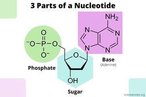 Nucleotide structure