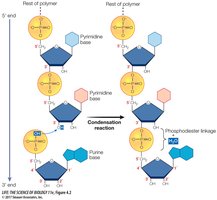 Phosphodiester linkage in nucleic acids