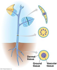 Diagram showing dermal, ground, and vascular tissue in plant organs