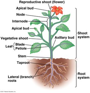 Diagram of angiosperm plant showing roots, stems, leaves, and their parts