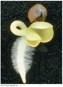 Seedling with prominent root hairs