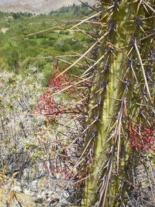 Cactus stem with spines as modified leaves