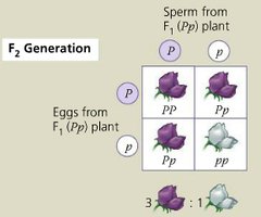 Punnett square for F2 generation