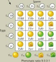 Dihybrid cross Punnett square