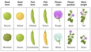 Table of pea plant characters and traits