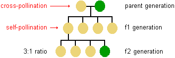 Mendel's P, F1, F2 generations