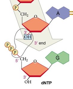 Diagram showing DNA polymerase adding a dNTP to the 3' end of a growing DNA strand, forming a phosphodiester bond and releasing pyrophosphate