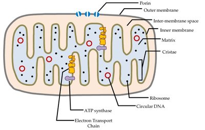 Mitochondrion structure
