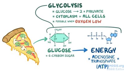 Glycolysis overview