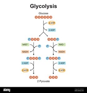 Substrate-level phosphorylation in glycolysis