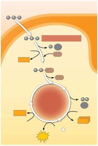 Pyruvate oxidation and citric acid cycle