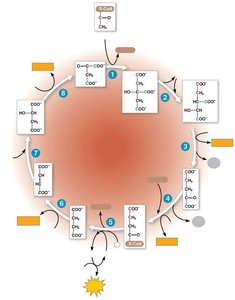 Citric acid cycle steps
